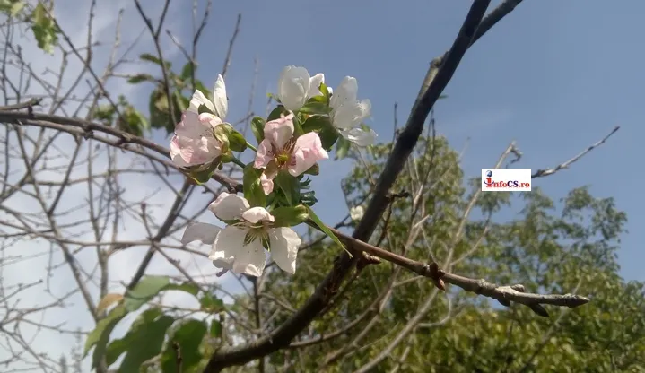 Tot mai multe culturi, afectate de șocurile termice. Petre Daea transmite un avertisment agricultorilor