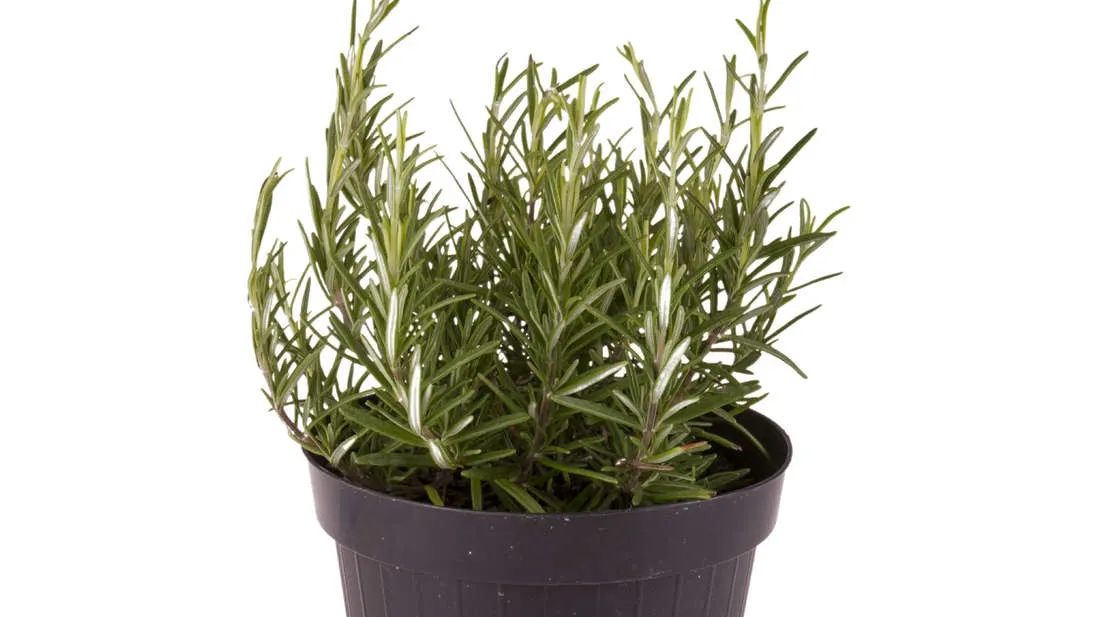 Plante aromatice pe care le poţi creşte în casă. Este extrem de simplu. Trucuri pe care nu le știai