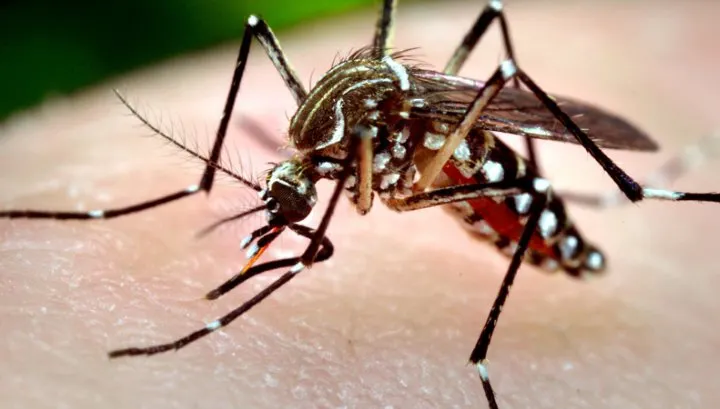 ALERTĂ! Numărul persoanelor infectate cu virusul West Nile este în creștere
