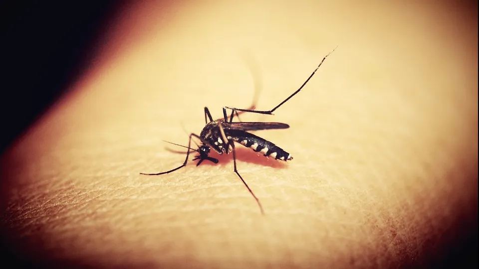 Primarul Capitalei, despre riscul de infectare cu West Nile: Autoritățile intervin în zonele unde apar țânțarii purtători