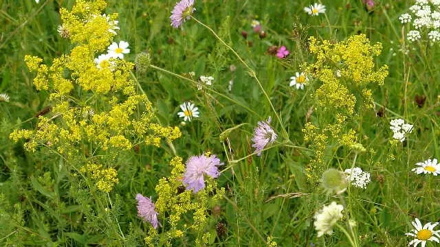 Efectele florilor de fân asupra sănătăţii