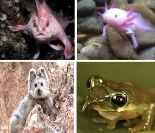 Creaturi uluitoare de care n-ai mai auzit până acum: Ili Pika, Broasca Pinocchio, Peştele cu mâini