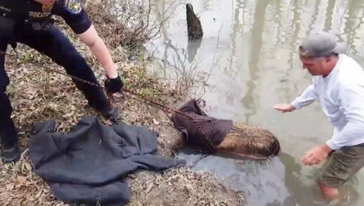 Au zis că salvează un castor din mlaştină.Când i-au scos sacul de pe cap, s-au speriat ce animal era