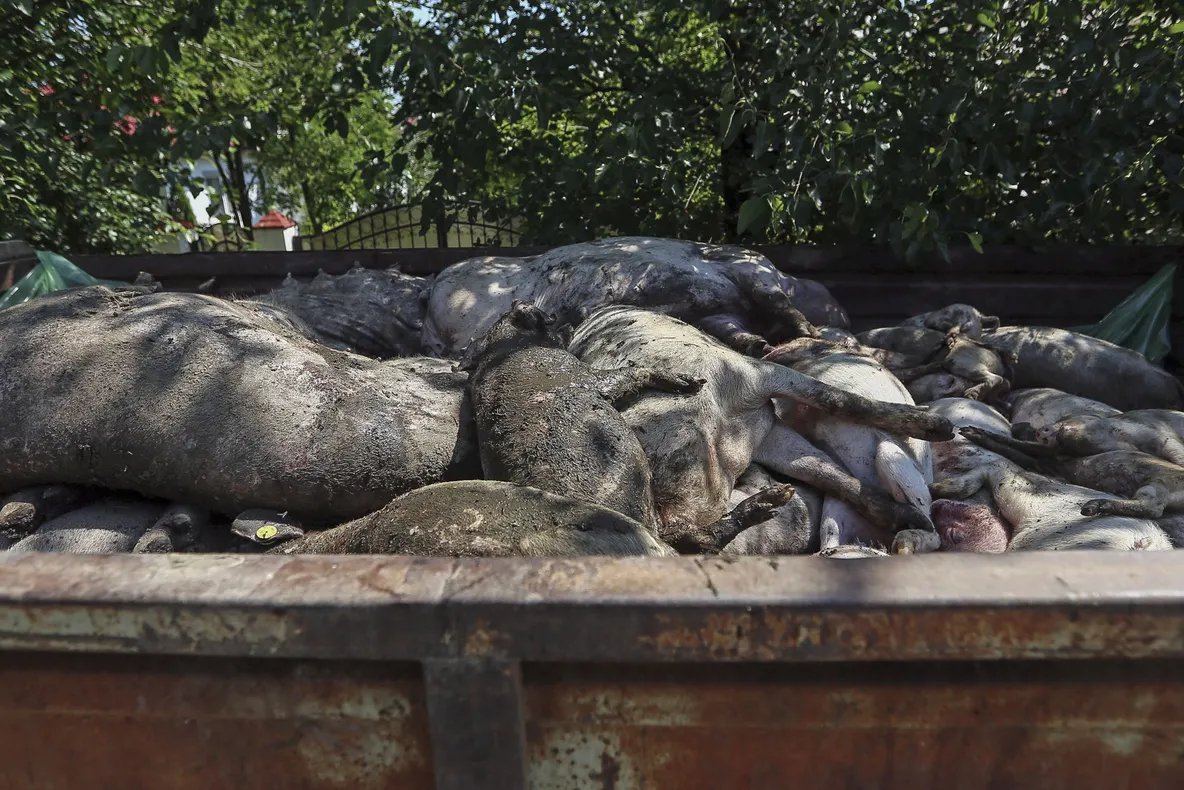 Pesta porcină face ravagii și în China