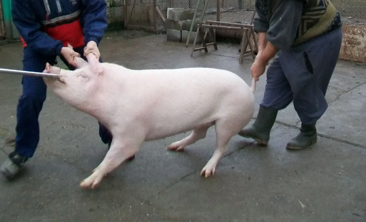 Primul caz de pestă porcină confirmat în Vrancea 