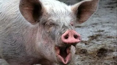 ŞOCANT. Fetiţă de un an, la spital după ce a fost MUŞCATĂ de urechi şi de faţă de un porc