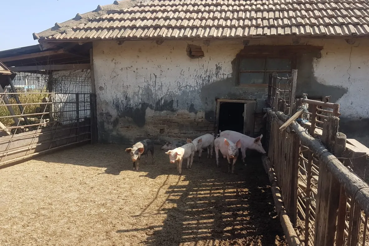 Pesta porcină // Situație dramatică în Constanța
