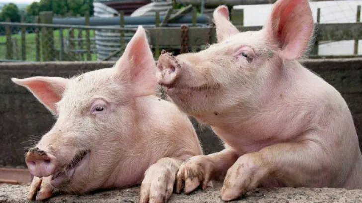 Aproape 200 de porci sănătoşi şi-au găsit sfârşitul în urma unui accident rutier 