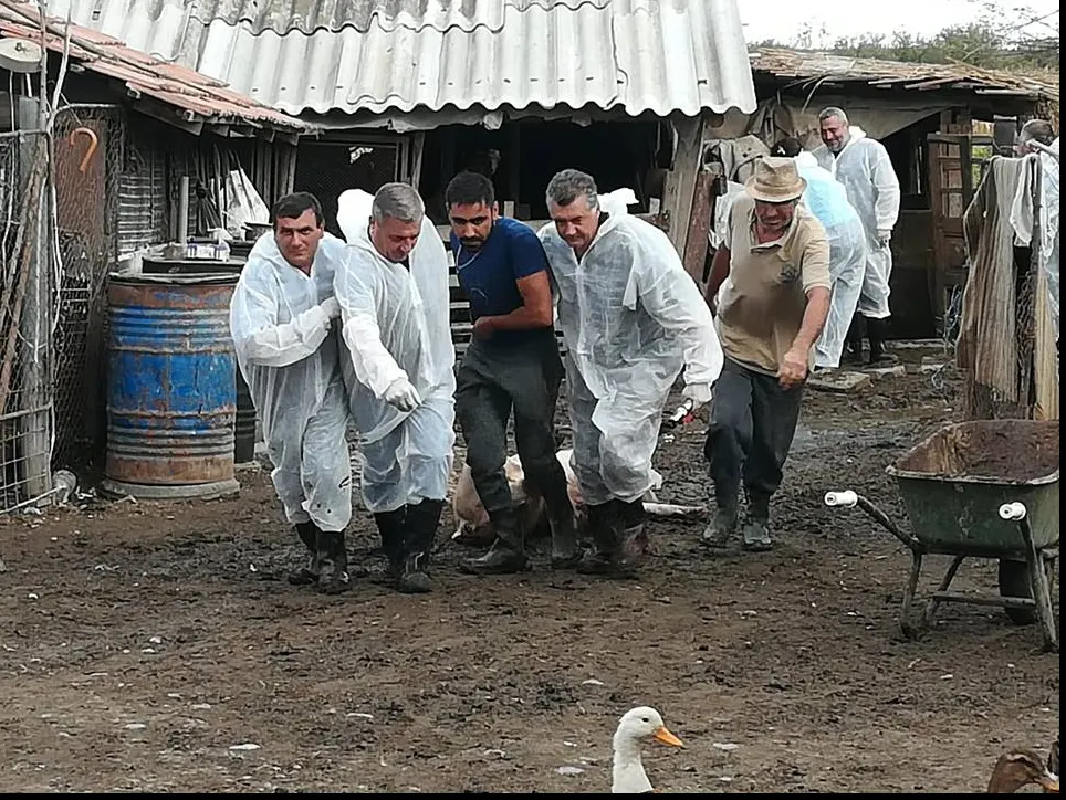 Dosare penale pentru extinderea epidemiei de pestă porcină în Mihai Bravu și Comana