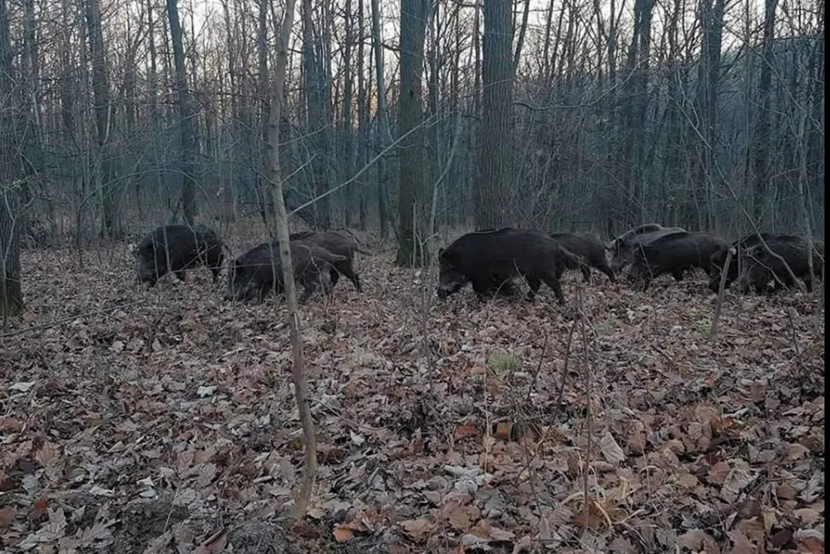 Liber la vânătoarea de mistreți și șacali în Rezervația Biosferei Delta Dunării
