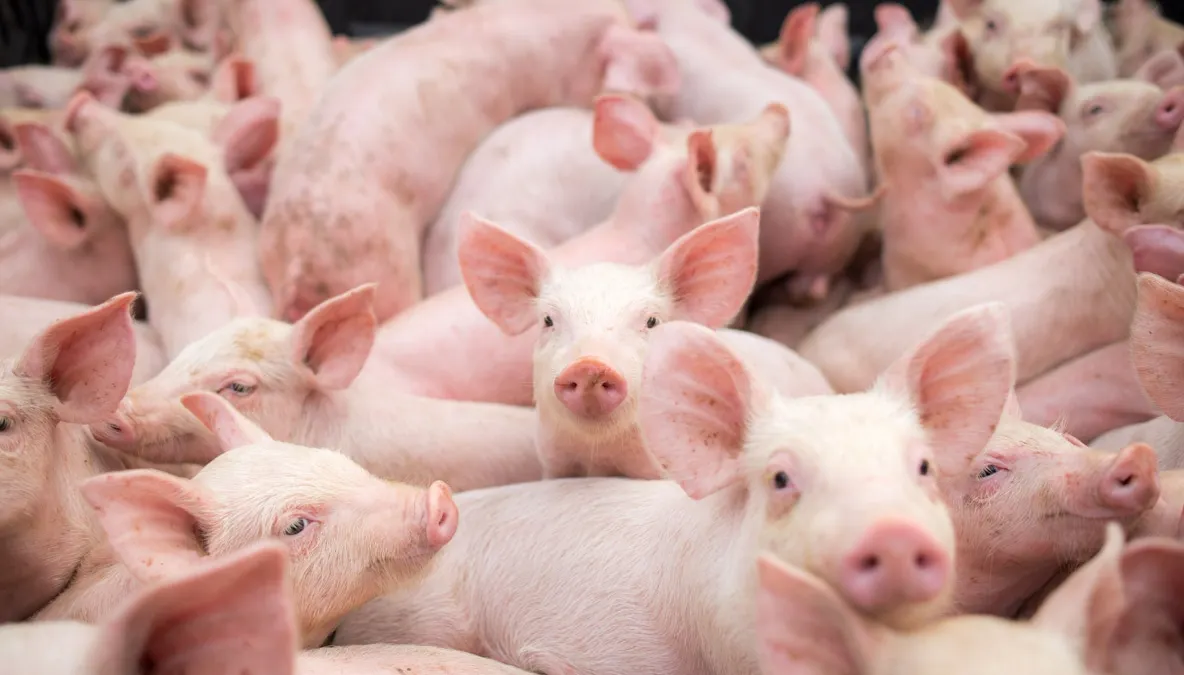 Pesta porcină se extinde în România. Un nou judeţ afectat 