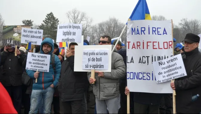 Medicii veterinari protestează la ușa lui Dăncilă. Pesta porcină s-a extins în 17 județe
