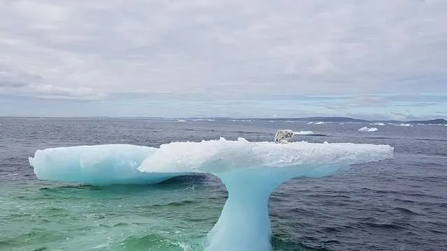 A zărit ceva pe un aisberg din Atlantic, dar e ultimul lucru la care s-ar fi aşteptat să fie acolo