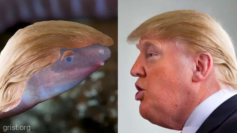 Amfibian descoperit recent, numit după... Donald Trump