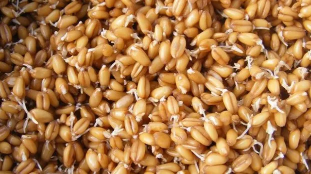 Cura cu grâu încolţit: puternice efecte antioxidante, beneficii majore pentru organism