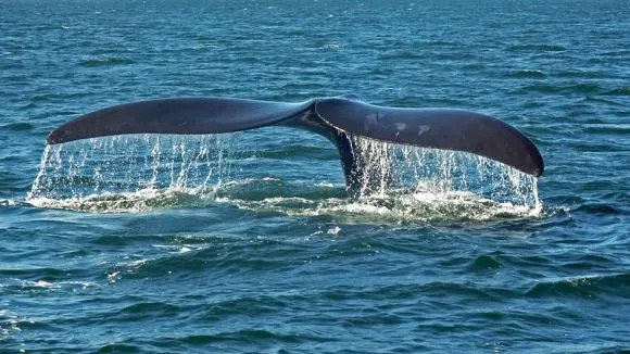 ULUITOR! Ce fac cele mai mari animale marine. Imagini incredibile 