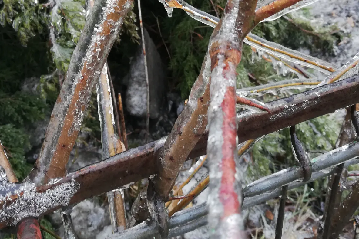 O femeie a fost rănită grav după ce un copac s-a prăbuşit peste ea