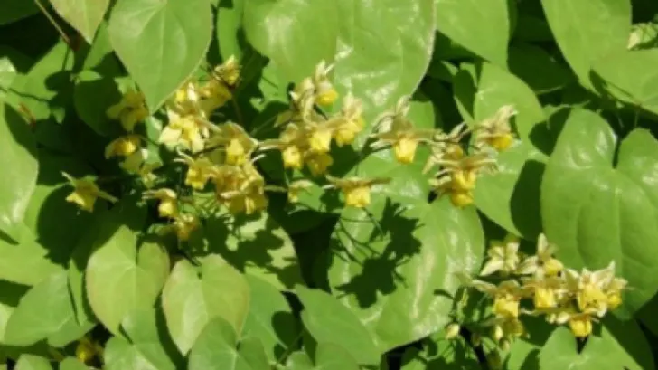 Această plantă este mai puternică decât Viagra. Efectele i-au uimit până şi pe medici!