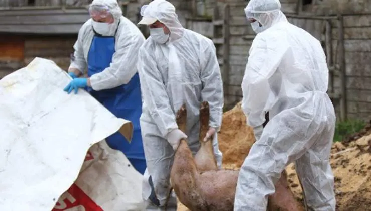 Suspiciune de pestă porcină lângă Buzău