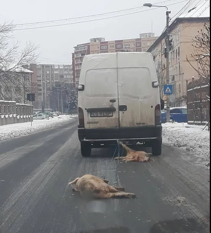 Gest scandalos în Reșița! Porci morți trași după microbuz - Imagini șocante
