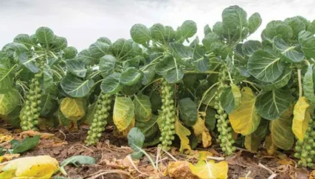Această legume distruge cancerul. Din păcate, românii nu prea o agreează