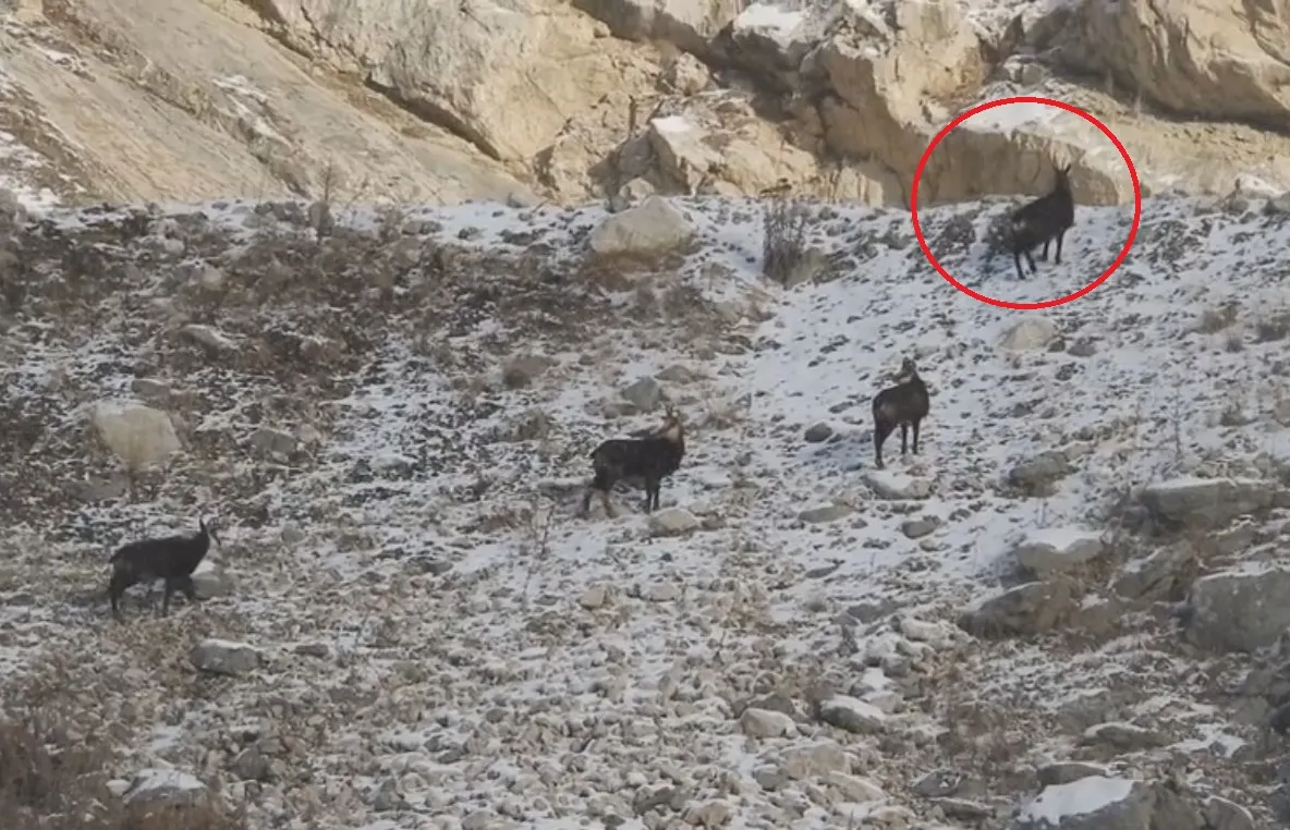 O scenă fantastică filmată în Munții Bucegi face furori pe Facebook - VIDEO