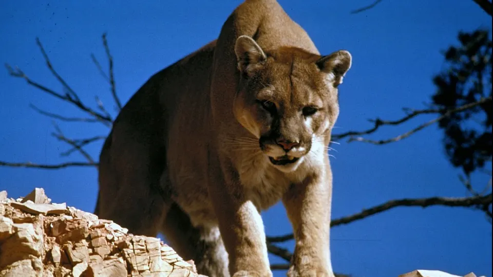 A fost atacat de o puma când făcea jogging. De necrezut: a reușit să o ucidă prin sufocare