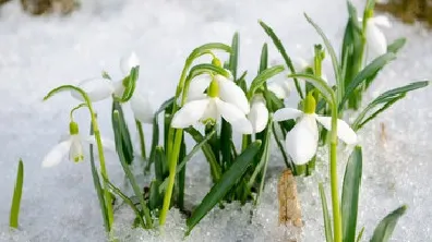 Cât mai durează vremea de primăvară. Meteorologii anunță schimbări dramatice