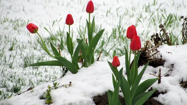 Prognoza ANM, revizuită! Se anunță schimbări meteo DRAMATICE, în următoarea lună. Vremea de 1 martie