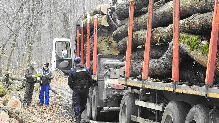 Și-a însușit o pădure și a început să o exploateze. Fraudă masivă