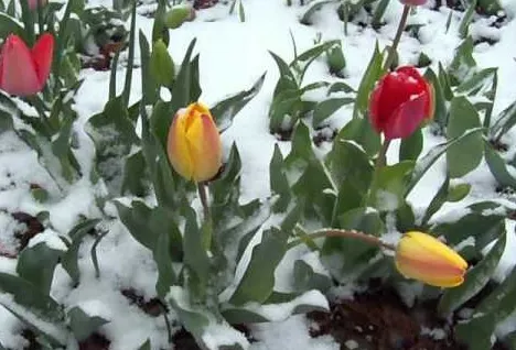Cum va arăta începutul primăverii și la ce temperaturi trebuie să ne așteptăm. Prognoza ANM pentru următoarele 4 săptămâni 