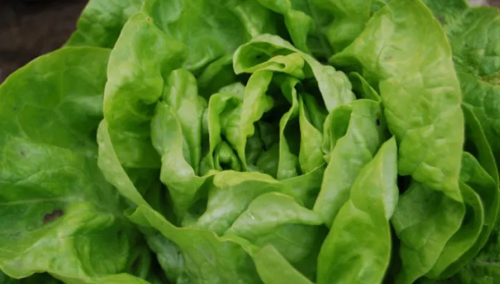 Cum alegi cea mai bună salată verde. Trucul pe care puţini îl ştiu