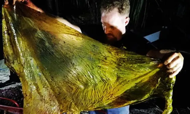 Descoperire cumplită în stomacul unei balene moarte