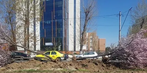 Primaria scoate copacii înfloriți de pe un bulevard important al Capitalei. Ce va face cu ei