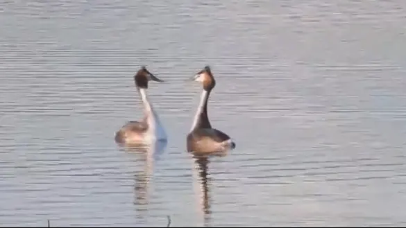 Imagini rare pe lacul Bacău! Dans spectaculos pe apă