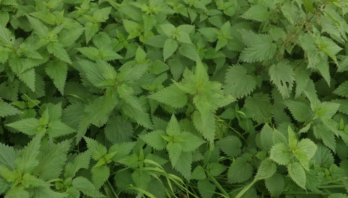 Sezonul uzicilor. Cum îţi purifici sângele cu această plantă