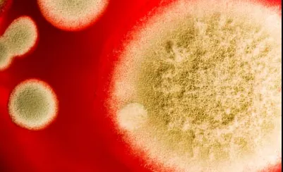 O infecţie misterioasă şi tăcută se răspândeşte rapid la nivel mondial
