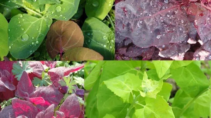 Planta care previne cancerul de colon și formarea cheagurilor de sânge