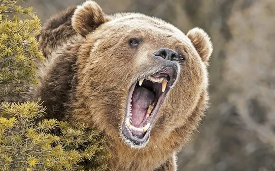 Pădurar atacat de urs. Gestul bărbatului care a înfuriat animalul