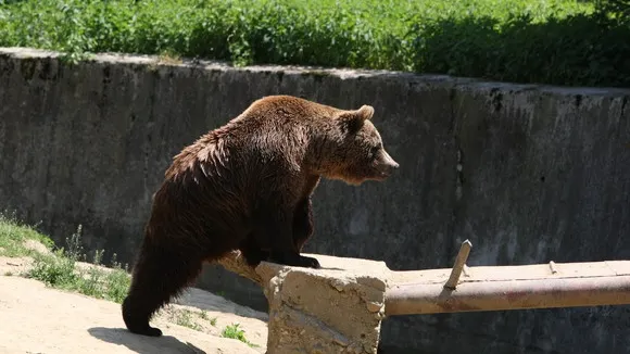 Ursul liber aleargă pe stradă! Filmulețul care vă va amuza 