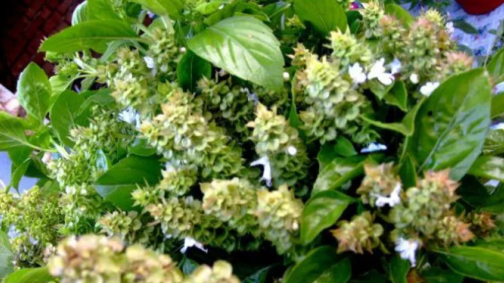 Planta care vindecă sute de boli și o ai în casă. Nu știai până acum ceea ce poate face 