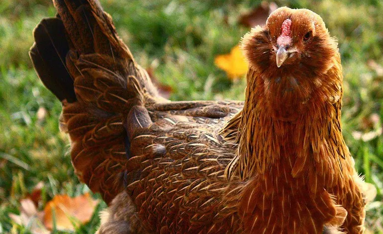 A tăiat găina, dar ce a găsit înăuntru i-a adus o avere, peste noapte! Comoara fabuloasă