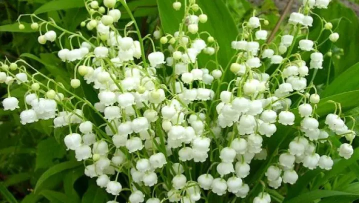 Vine căldura. Plantele care cresc în România şi care te pot omorî rapid