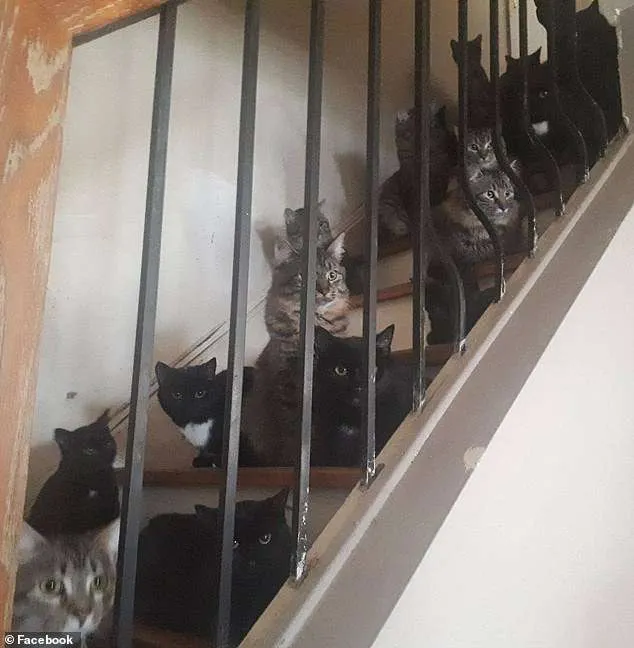 Operațiune de salvare inedită: 300 de pisici, scoase dintr-un apartament. VIDEO