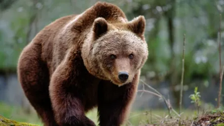 Bărbat atacat de urs în Munții Făgăraș. Elicopterul SMURD, trimis de urgență