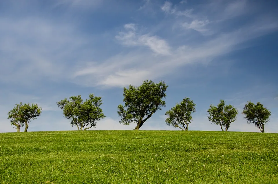 De câți copaci e nevoie pentru a reduce poluarea cu dioxid de carbon