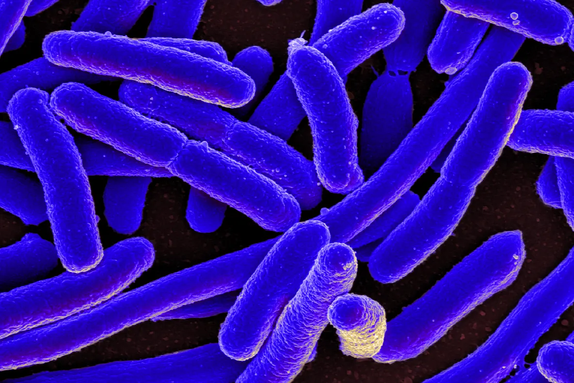 Bacteriile care produc electricitate pot fi cheia către un viitor mai curat