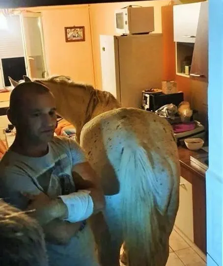 Se întâmplă în Satu Mare: Calul care stă într-o bucătărie(Video)