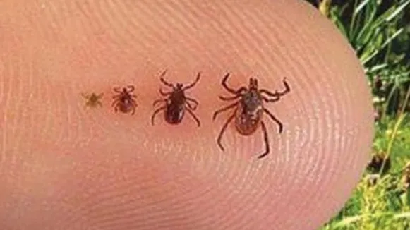 Două cazuri confirmate de boala Lyme, la Buzău