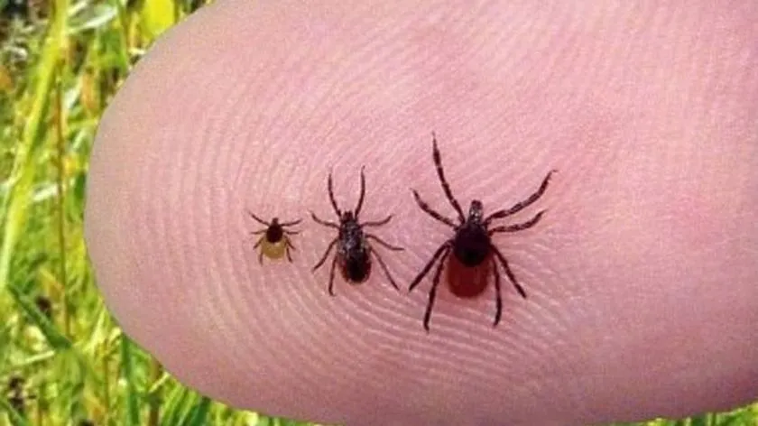 ALERTĂ de căpușe într-un județ din țară! 56 de persoane mușcate de insecte, 3 dintre ele diagnosticate cu boala Lyme